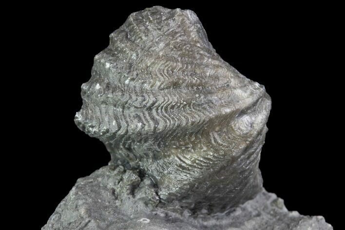 Brachiopod (Mucrospirifer) Fossil - Windom Shale, NY #95954